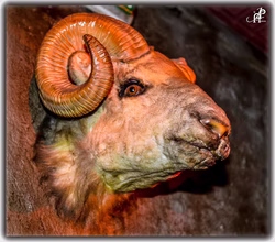 el Carnero de Satán